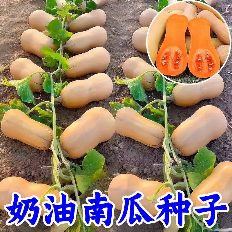 满地爬奶油南瓜种子早熟高产奶油味香甜粉糯南瓜种蔬菜种子南瓜子