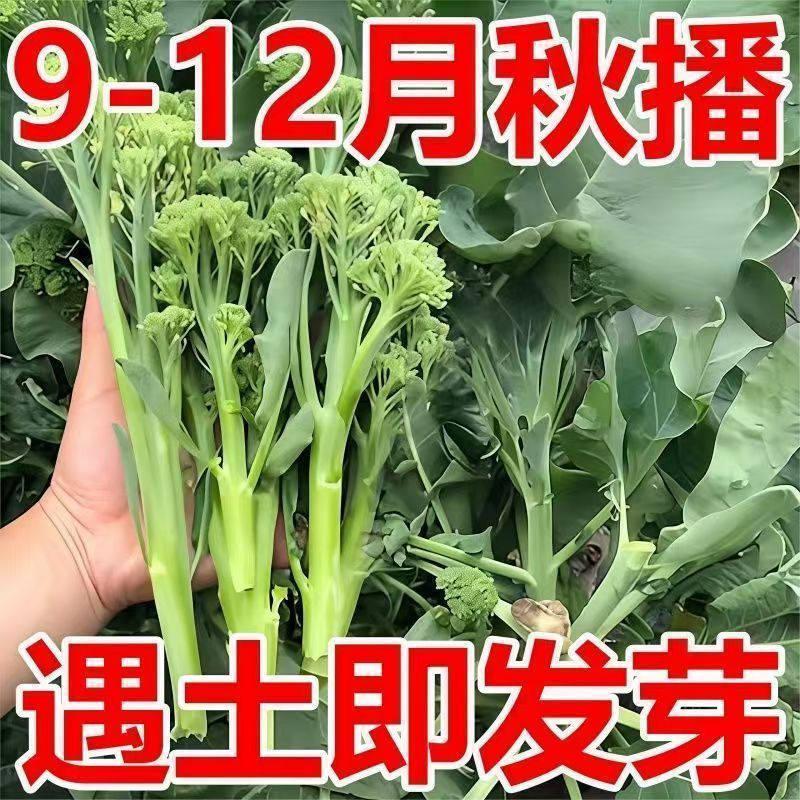 西兰苔种子耐寒抗病有机长杆花菜芥菜苔种子农家大田四季蔬菜种子