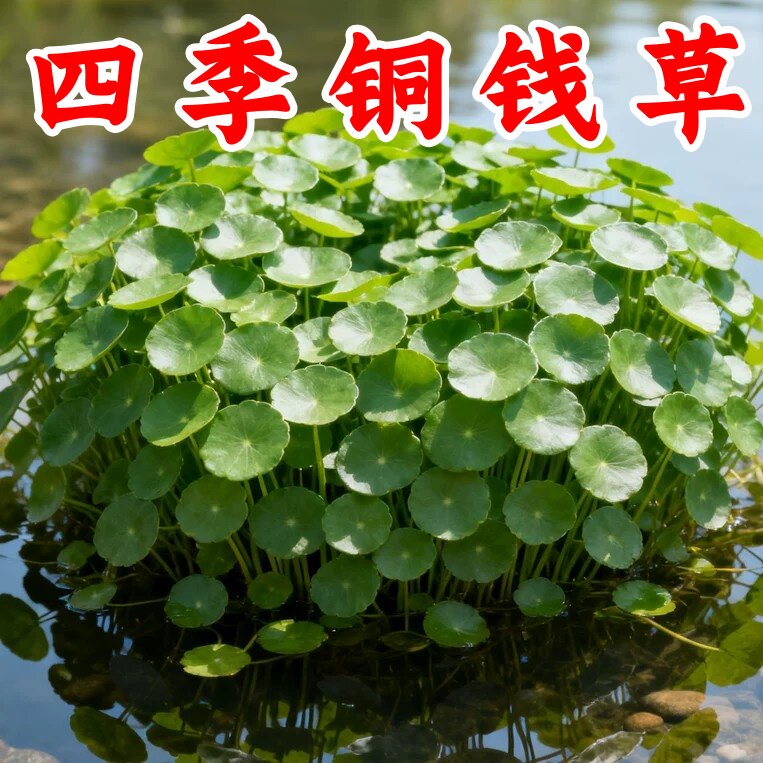 铜钱草大叶水养四季播种种子