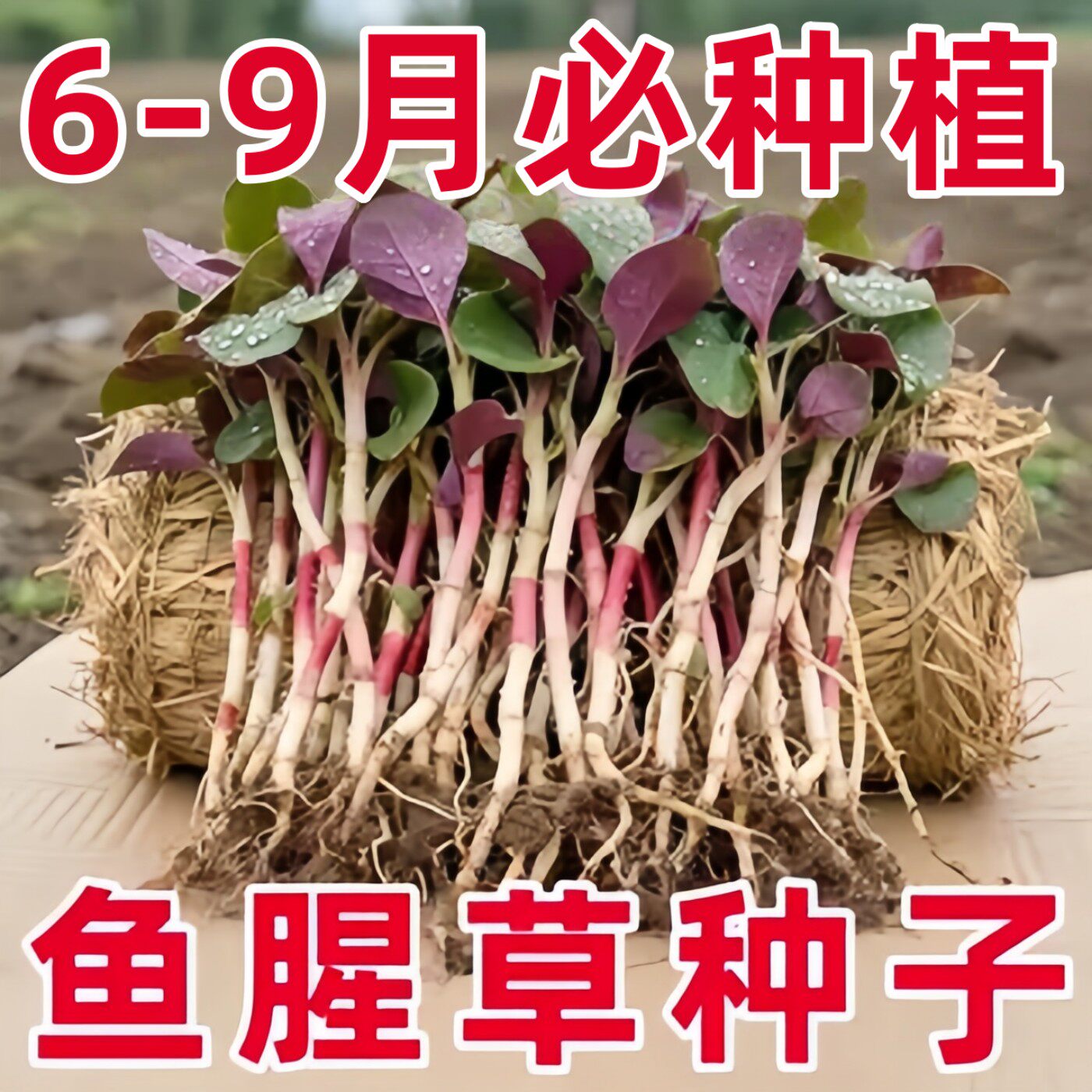 鱼腥草折耳根种子四季新鲜包邮