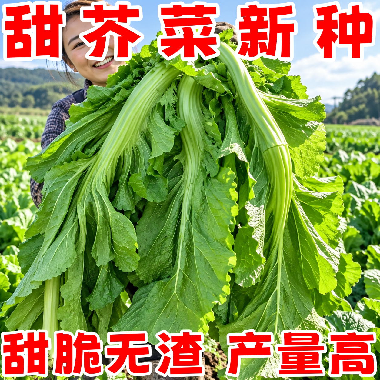 四季客家老品种大叶甜芥菜种子