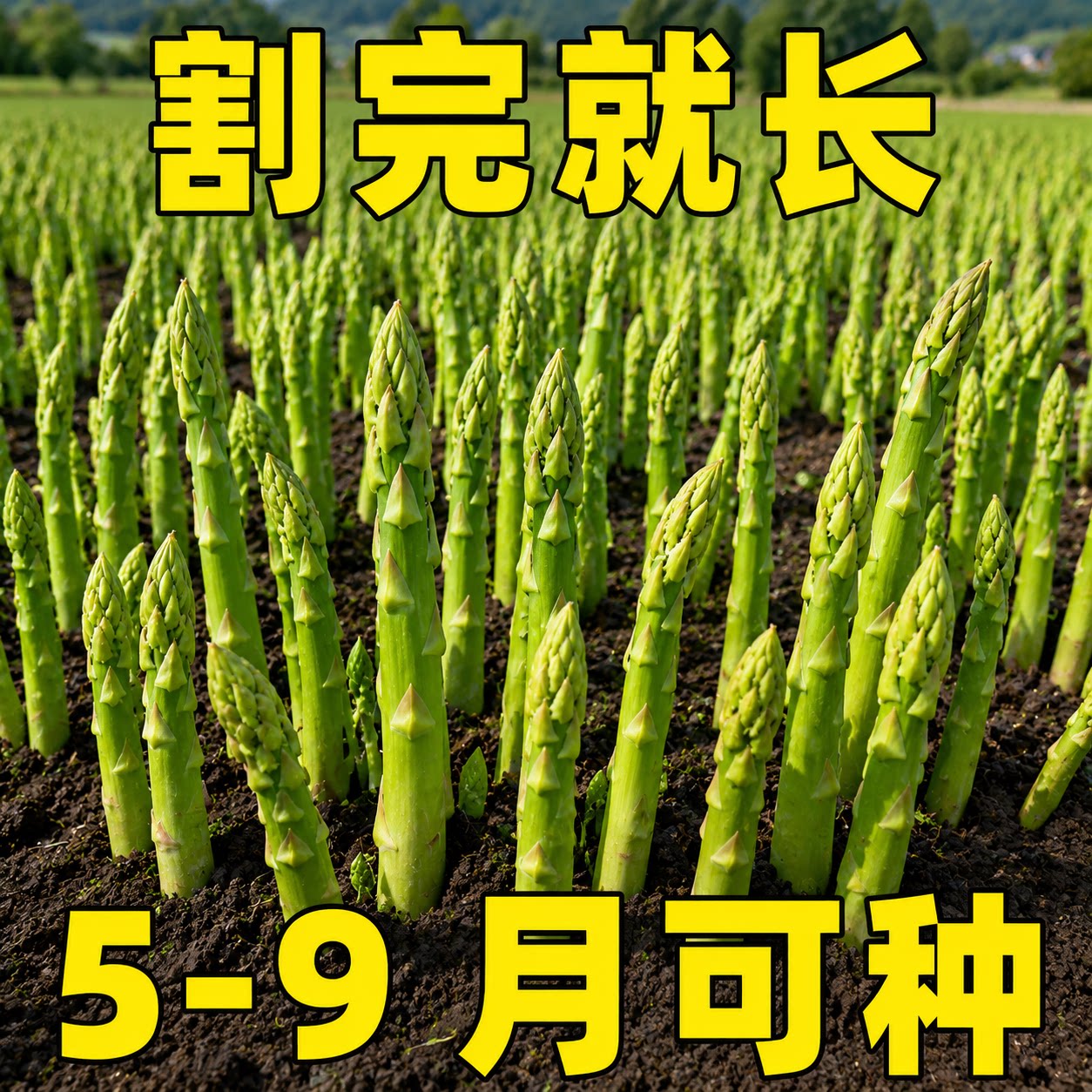 四季芦笋种子阳台盆栽耐热耐寒