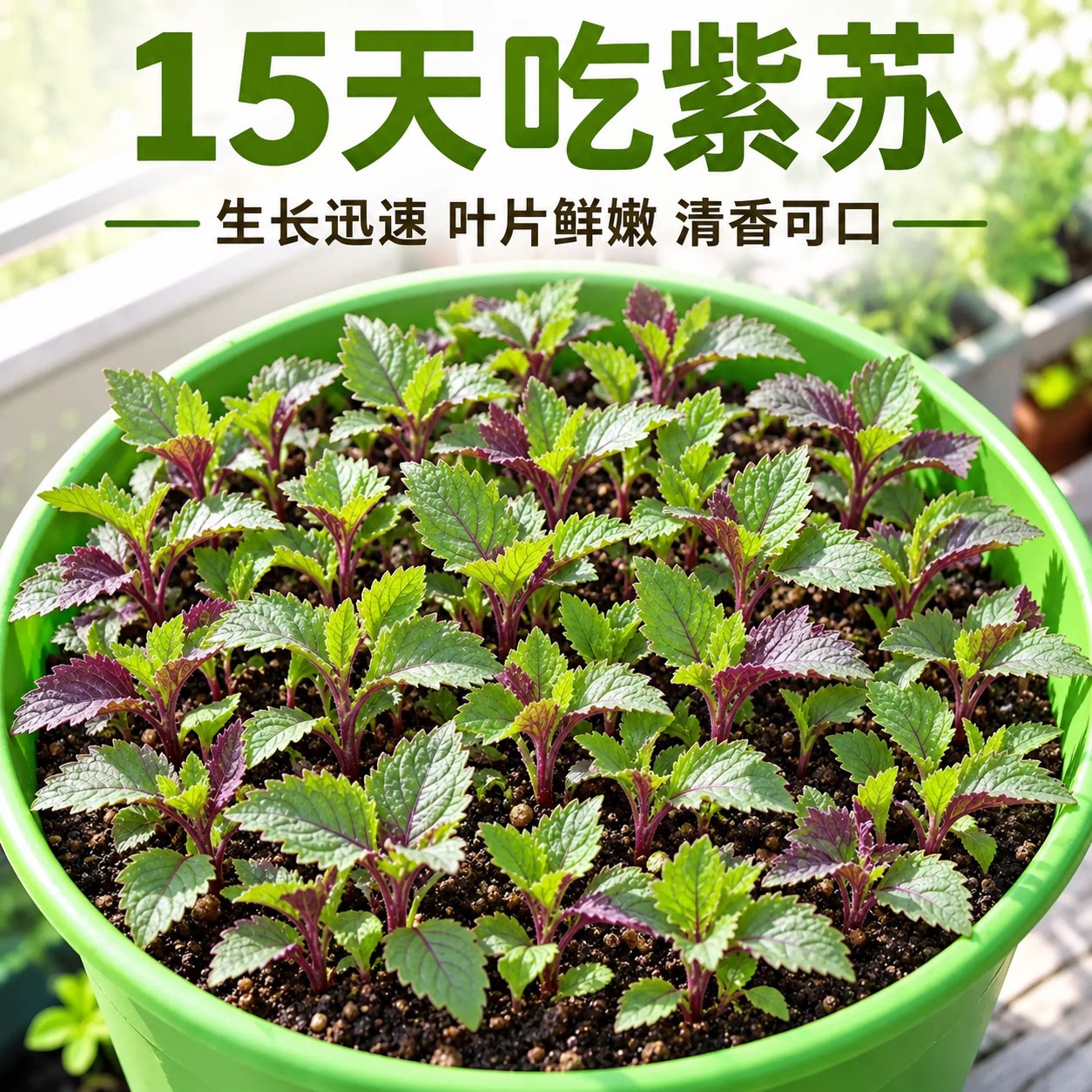 可食用大叶紫苏子四季盆栽