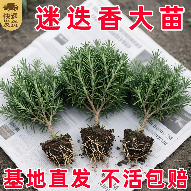 迷迭香盆栽牛排用百里香薄荷叶紫苏新鲜罗勒苗好养活香草植物调料