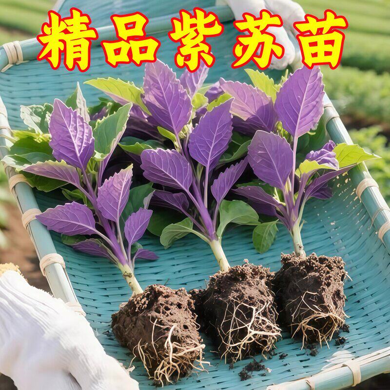 紫苏苗食用药用阳台盆栽带土