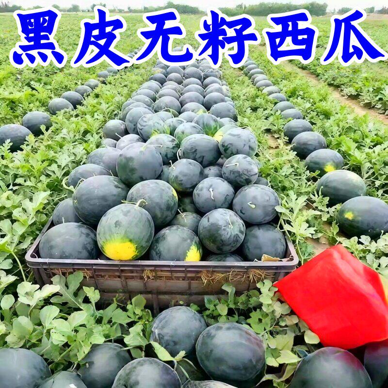 黑皮无籽西瓜种子特大高产早熟薄皮农科院麒麟超甜巨型西瓜种籽