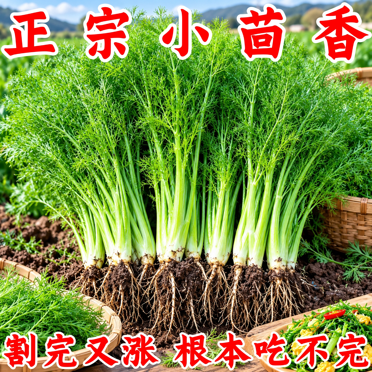 四季阳台可种小茴香种子