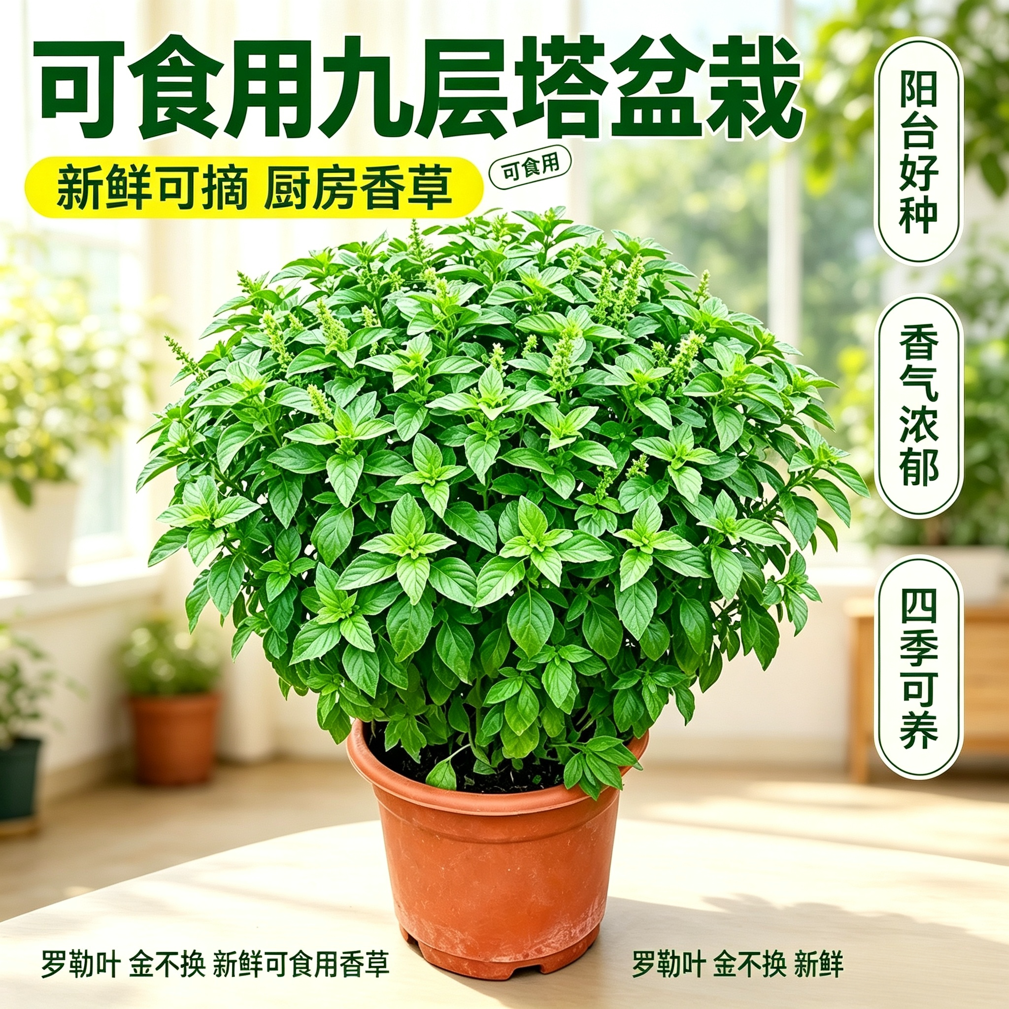 室内驱蚊可食用香草大苗盆栽