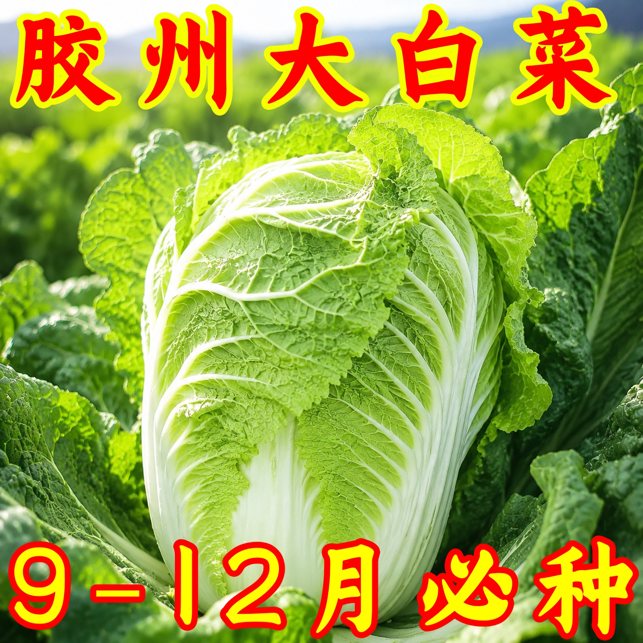 胶州大白菜种子早熟高产优质