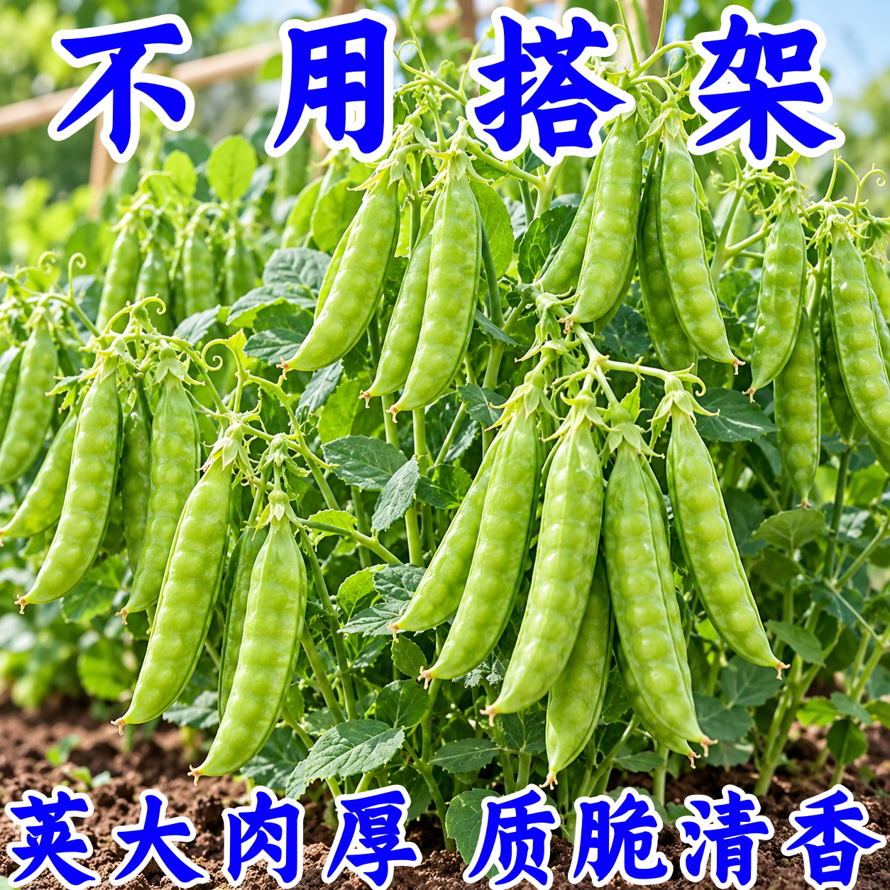 甜脆荷兰豆种子高产耐寒秋冬播