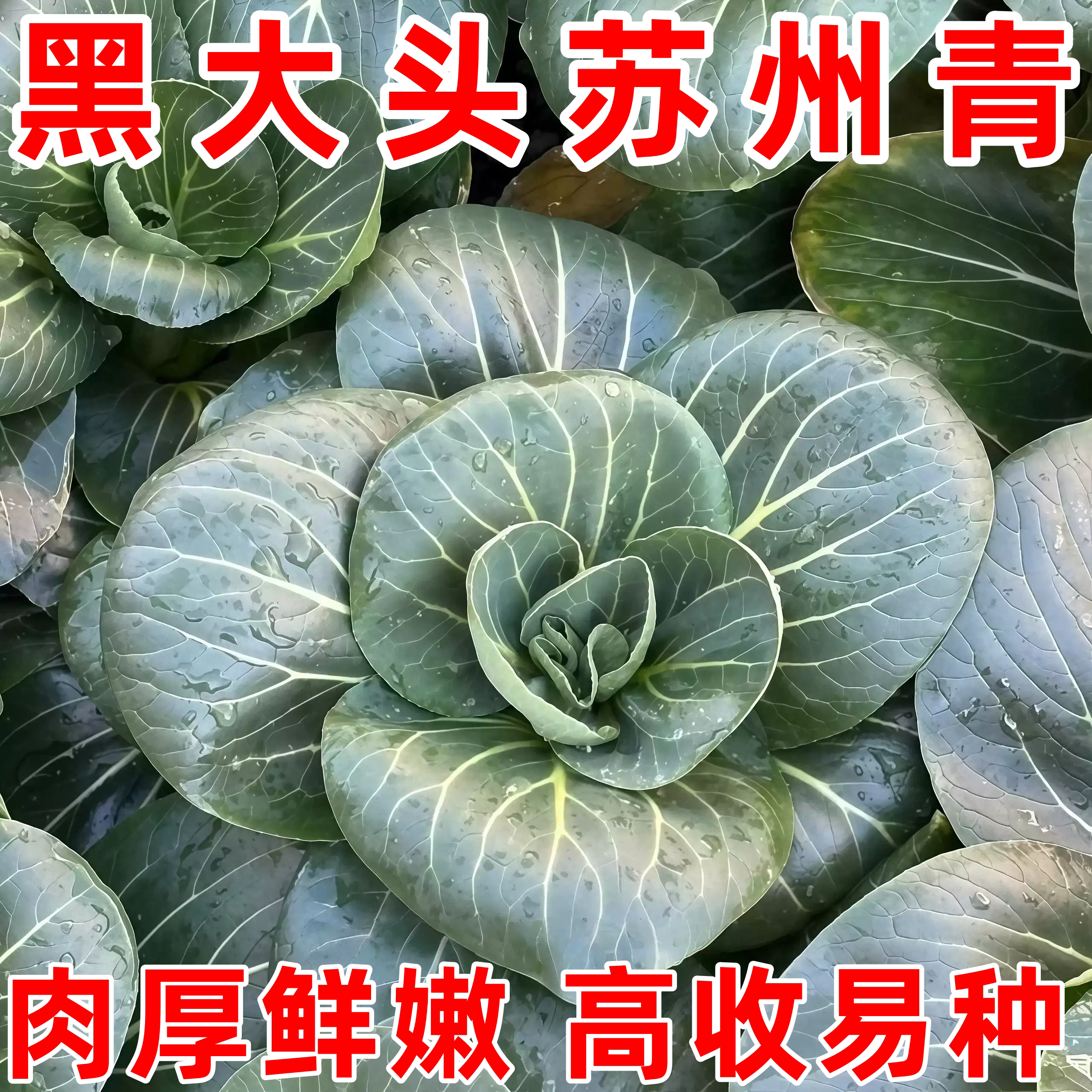 青梗菜油菜种子四季播阳台盆栽