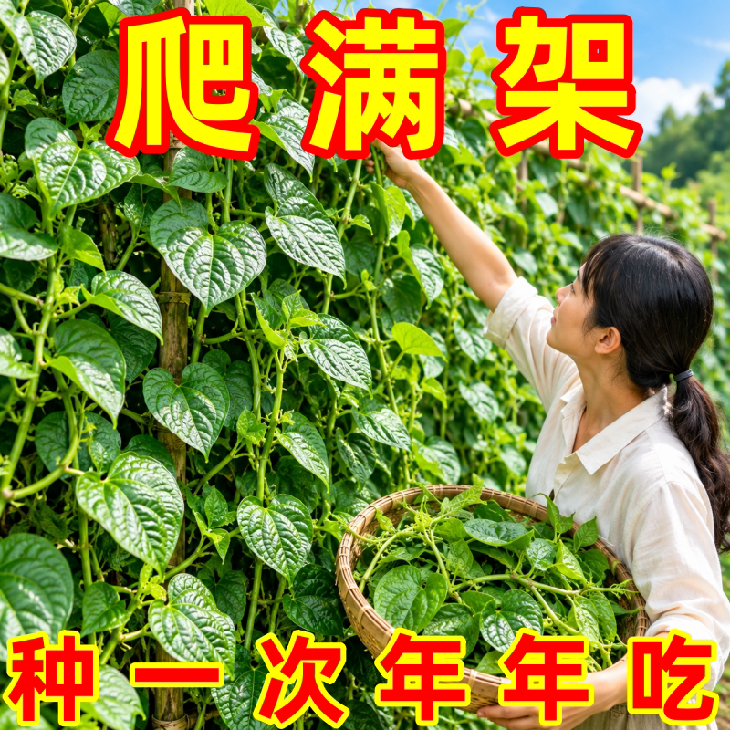 不爬藤大叶木耳菜苗带土发货