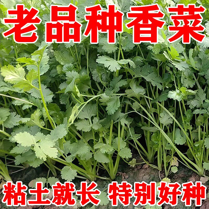 小叶香菜芫荽种子四季阳台盆栽