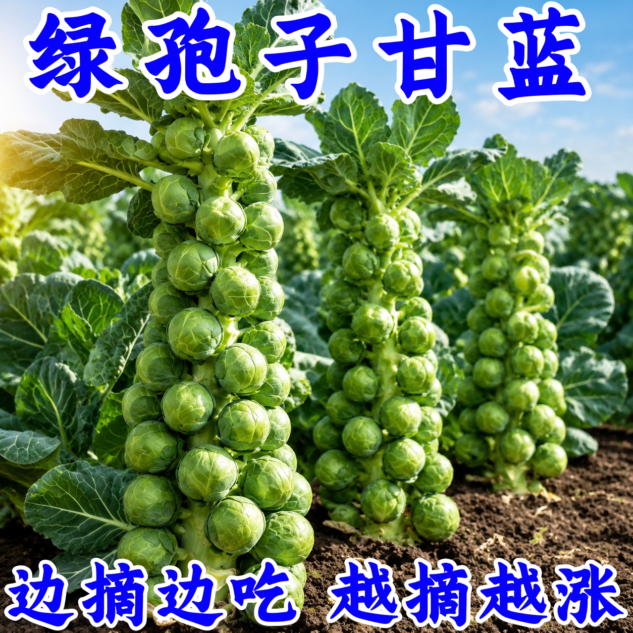好润抱子甘蓝种子四季可种