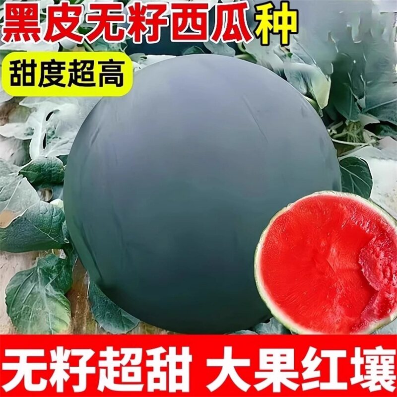 黑皮红壤无籽西瓜种子高产脆甜