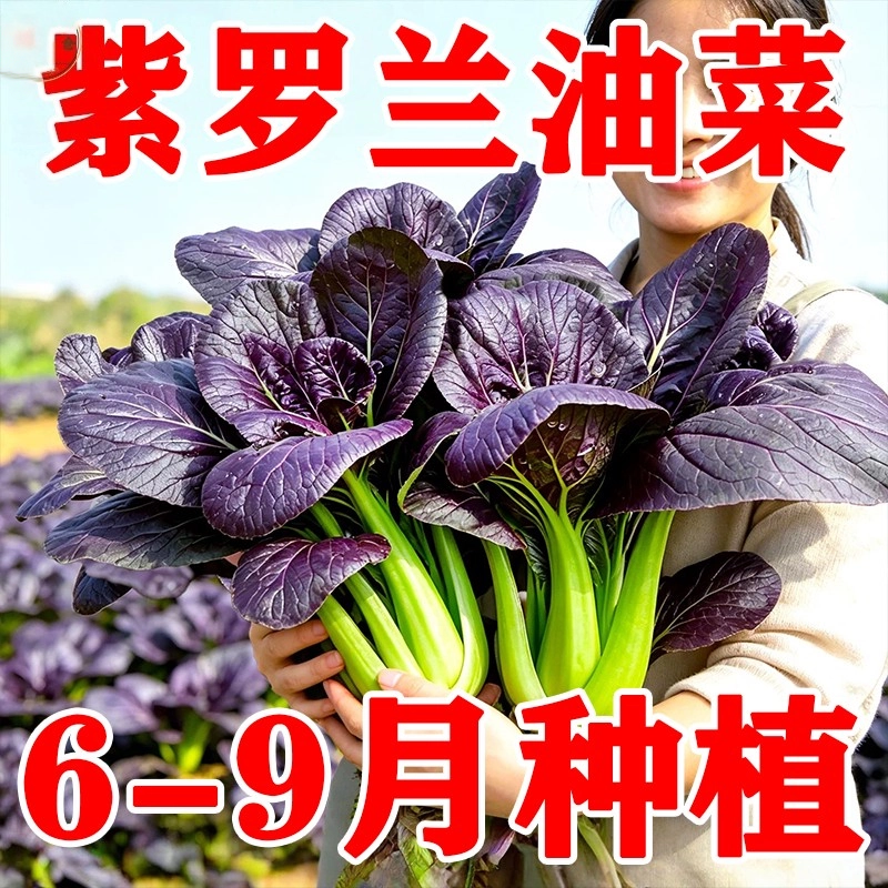 超耐热紫罗兰油菜种子四季播