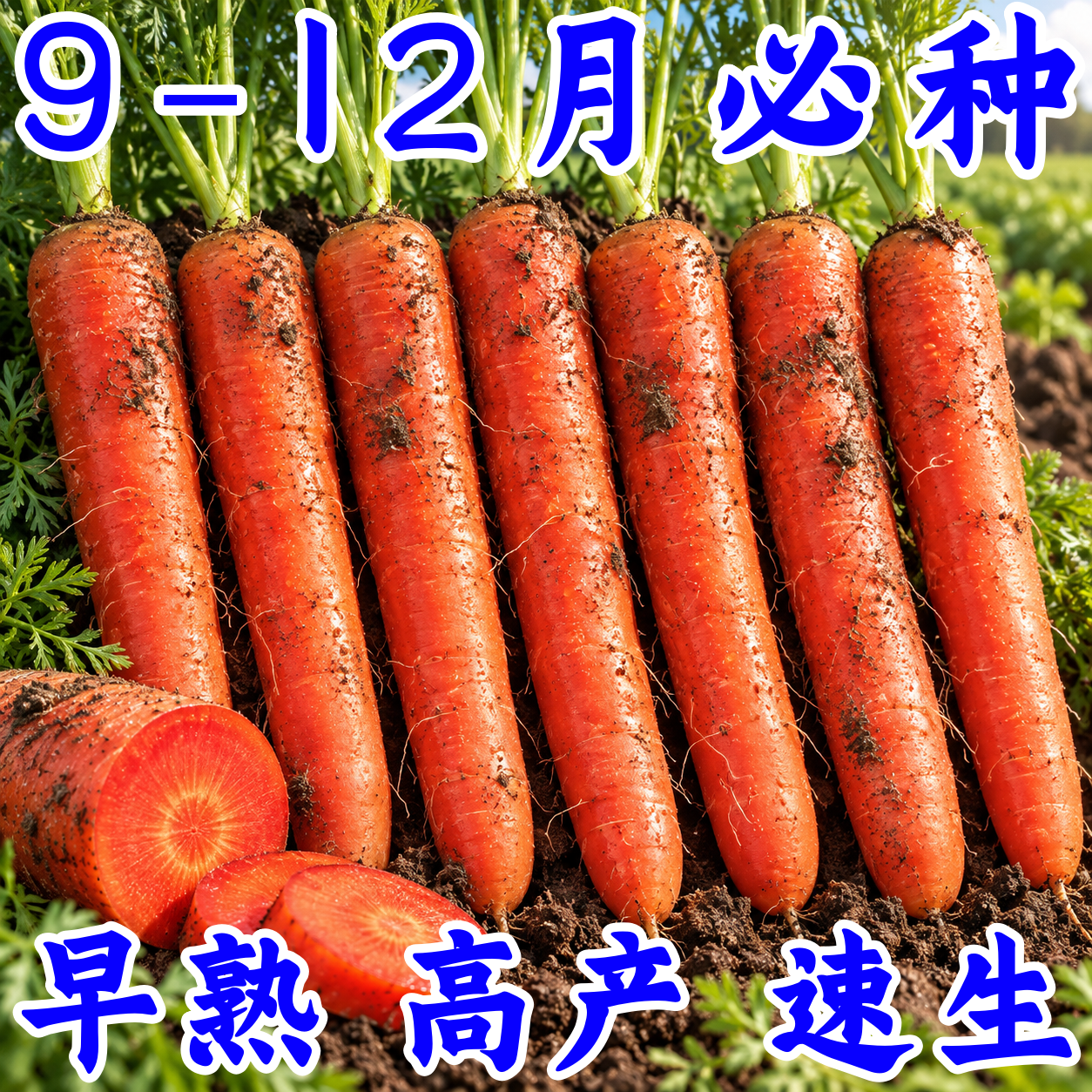 三红胡萝卜种子四季耐热阳台种