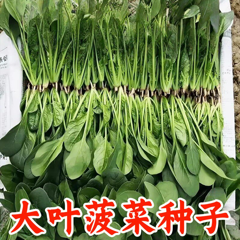 大叶菠菜种子四季耐寒耐热盆栽