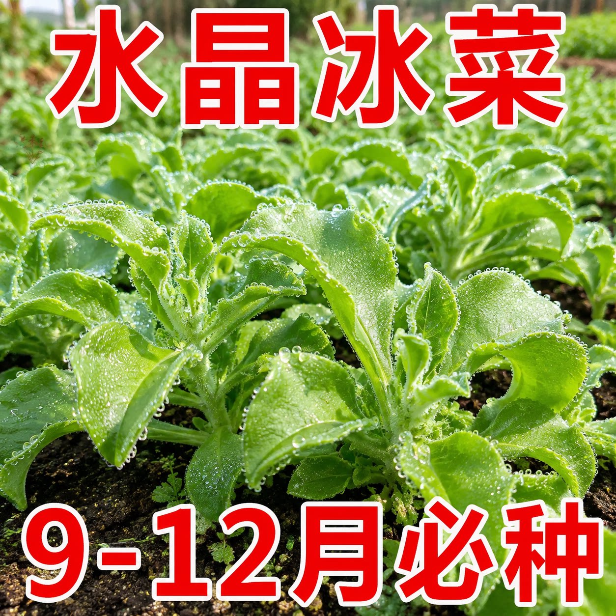 今年新种四季水晶冰菜种子
