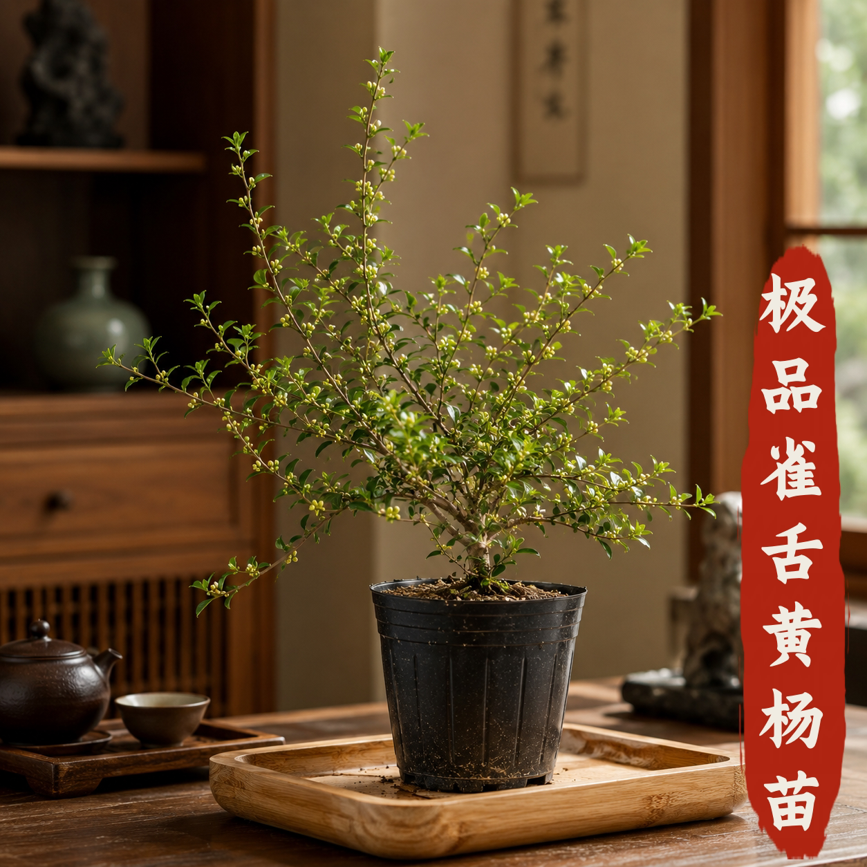 正宗雀舌皱皮小叶黄杨盆景苗