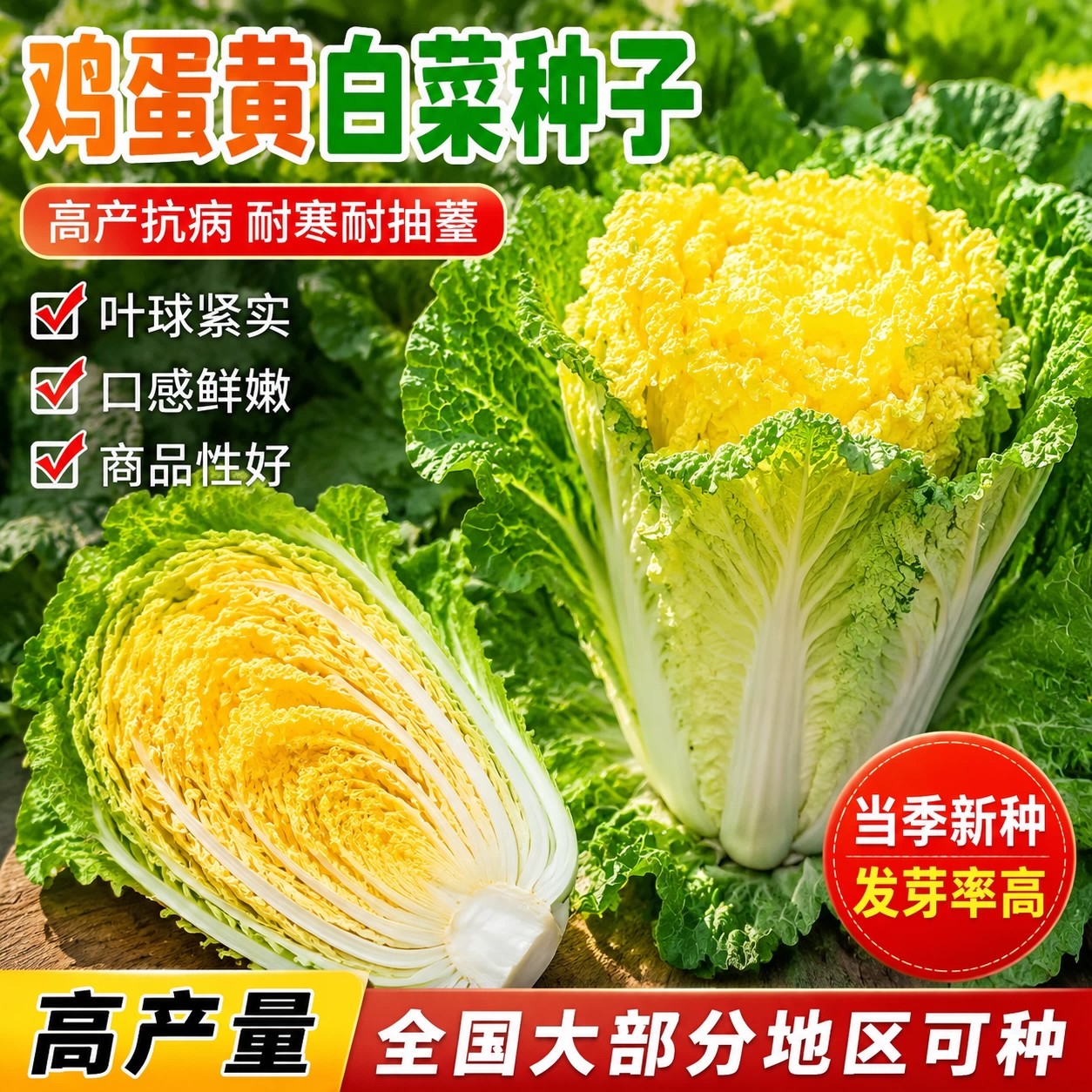 【鸡蛋黄奶油白菜】高产黄心白菜快菜秋四季播种阳台盆栽心大白菜