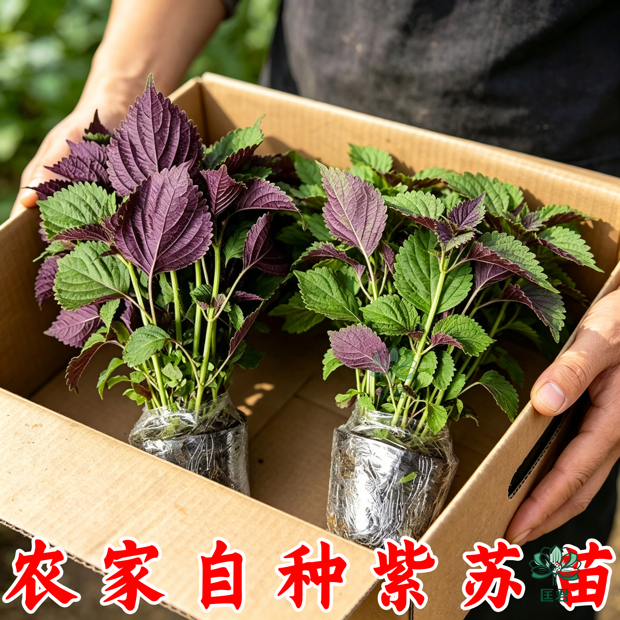 食用紫苏苗全紫湖南老品种紫苏叶苗全红苋菜秧苗空心菜苗土球阳台