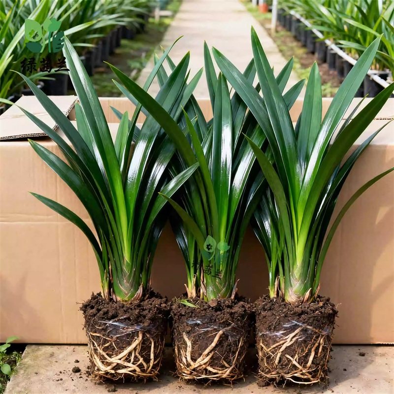 【带花剑】兰花苗精品年宵大花卉盆栽室内浓香企黑贺岁兰四季好养,鲜花速递/花卉仿真/绿植园艺,红掌/凤梨/温室花卉,淘宝优惠券,粉丝福利购,淘宝优惠卷