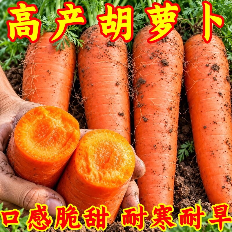 四季可种高产甜脆生吃胡萝卜种子
