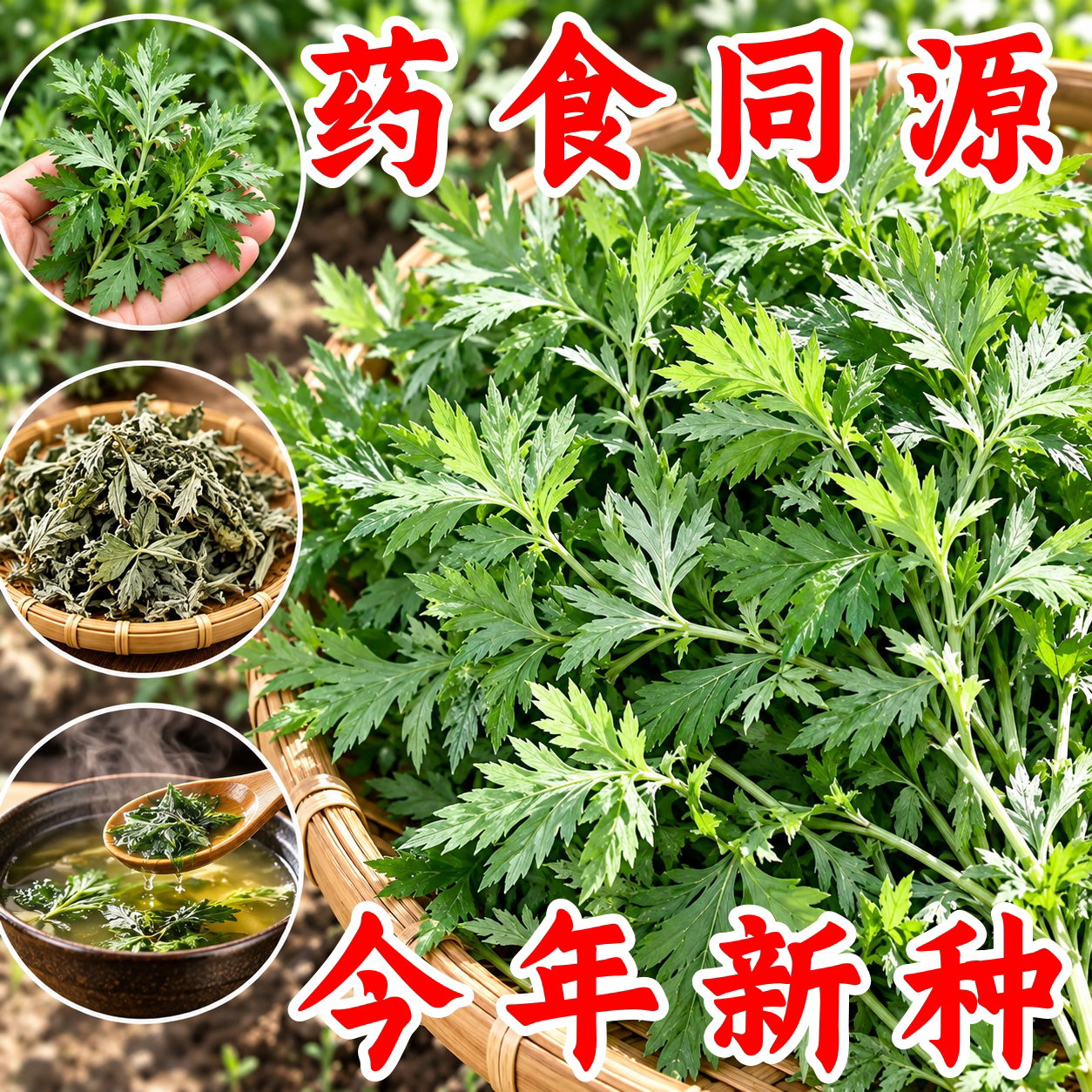野生艾草种子四季驱蚊