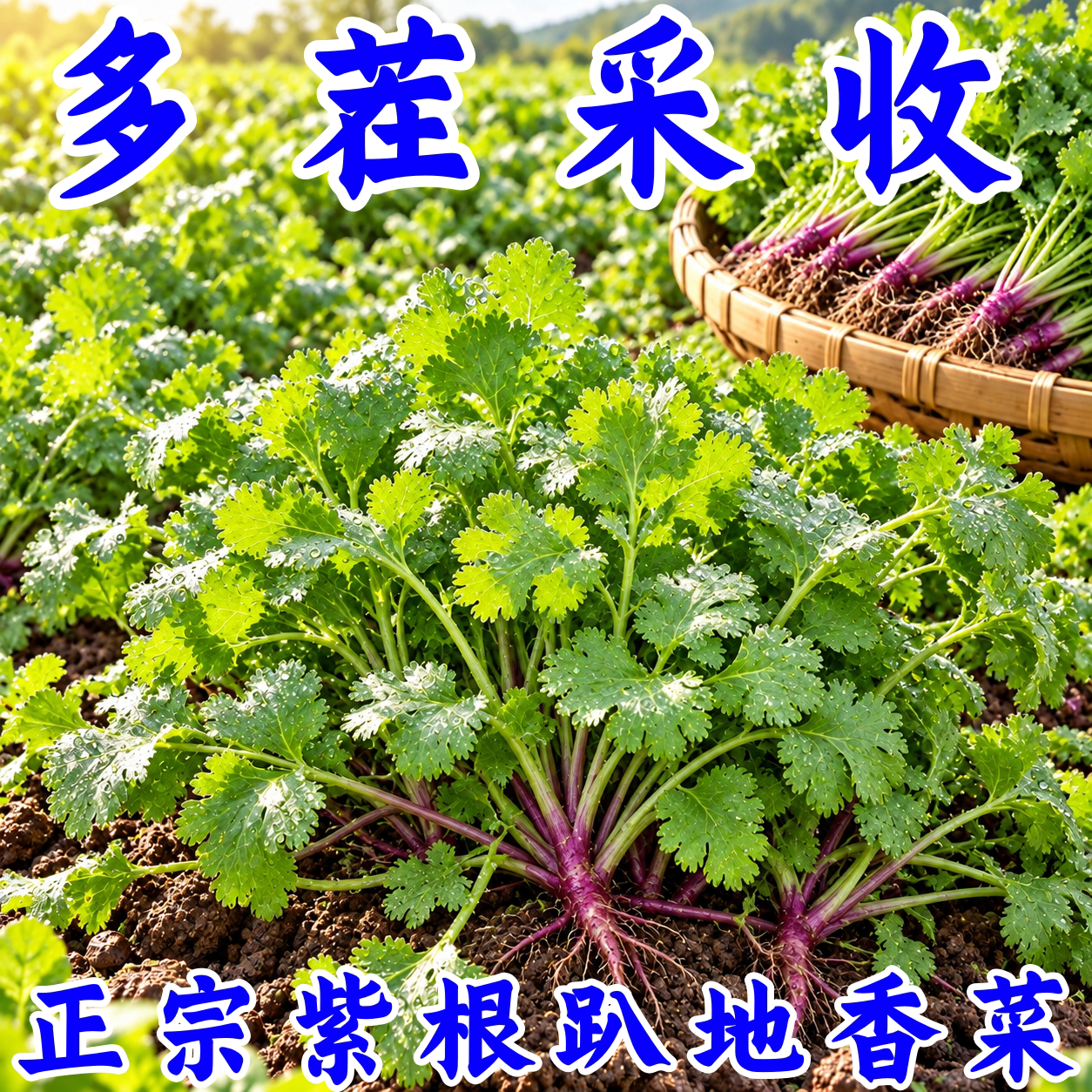 老品种紫根香菜种子四季耐寒高产