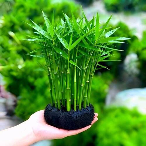 南美青竹坨草缸后景活体水草