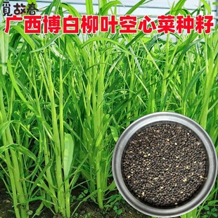 广西博白柳叶空心菜种子今年新种高产三叉半青白梗空心菜水通菜籽