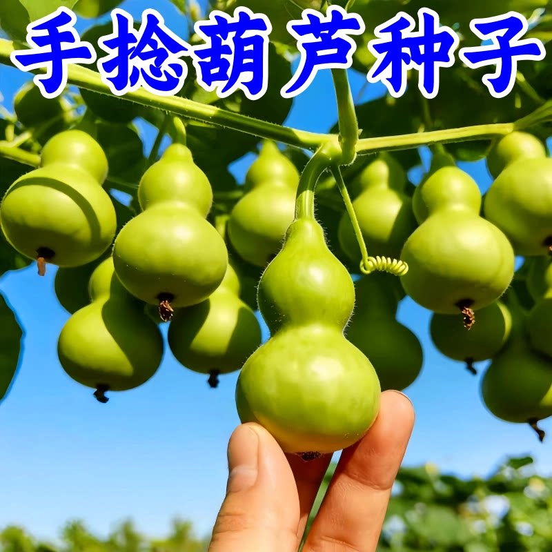 手捻小葫芦籽四季种植盆栽
