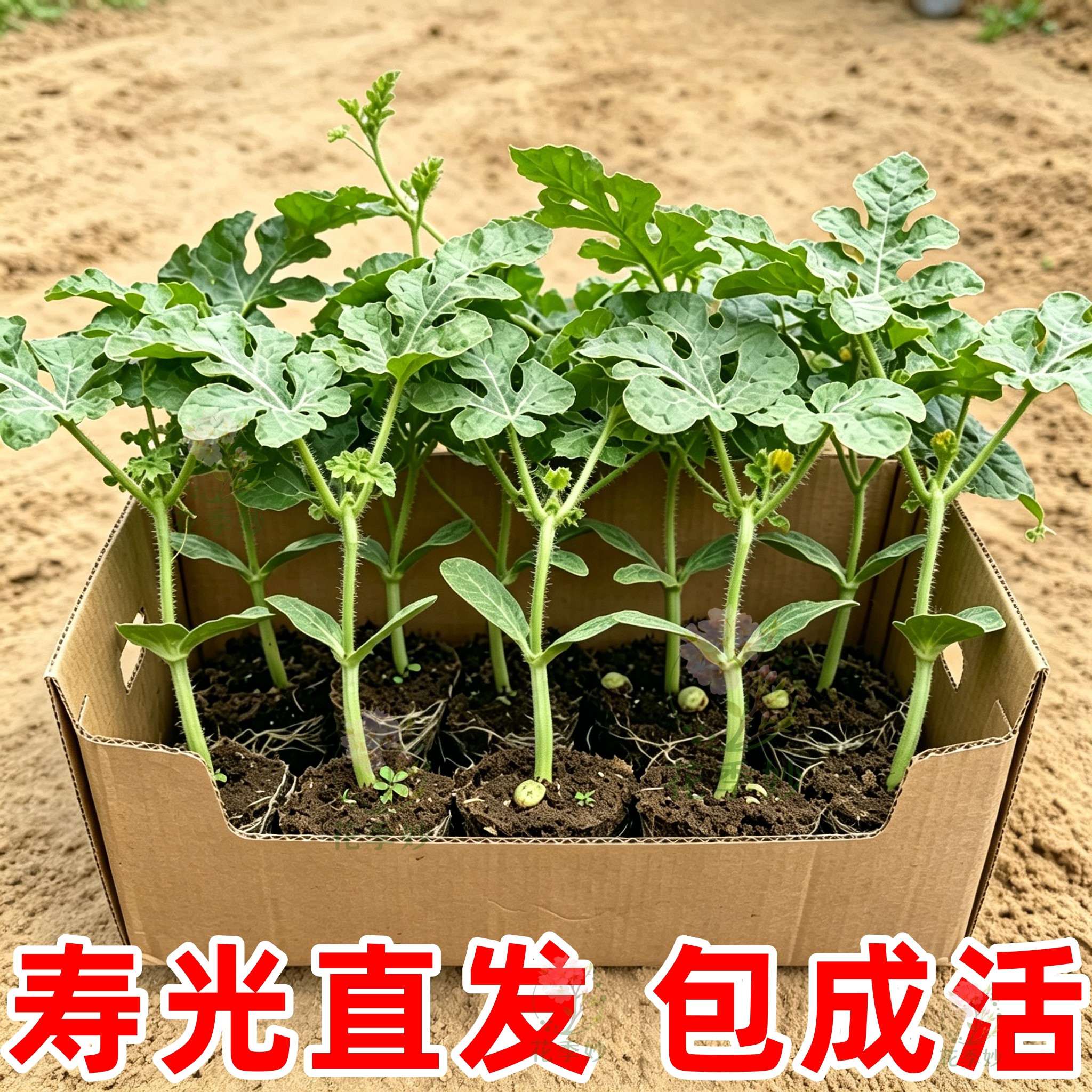 8424麒麟西瓜苗嫁接无籽盆栽
