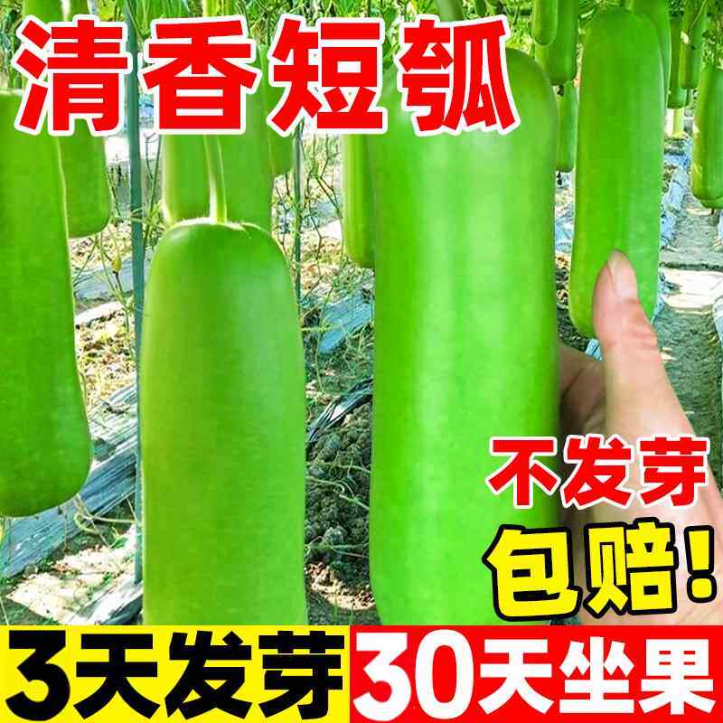 瓠瓜种子早熟短瓠种籽四季高产耐热蒲瓜种菜葫芦阳台庭院蔬菜种孑