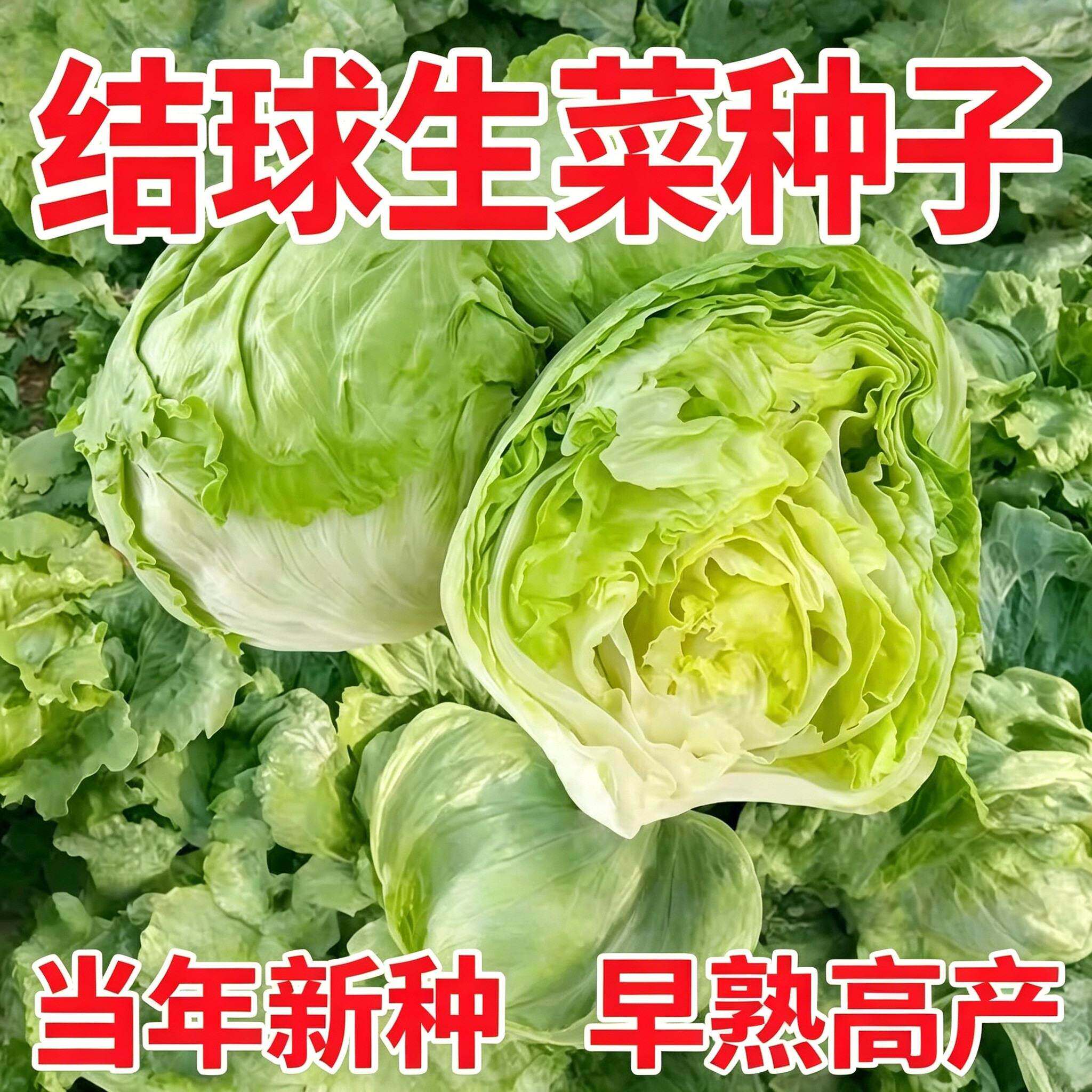 结球生菜种子圆形球状生菜种籽甜脆爽口阳台庭院大田种植蔬菜种籽