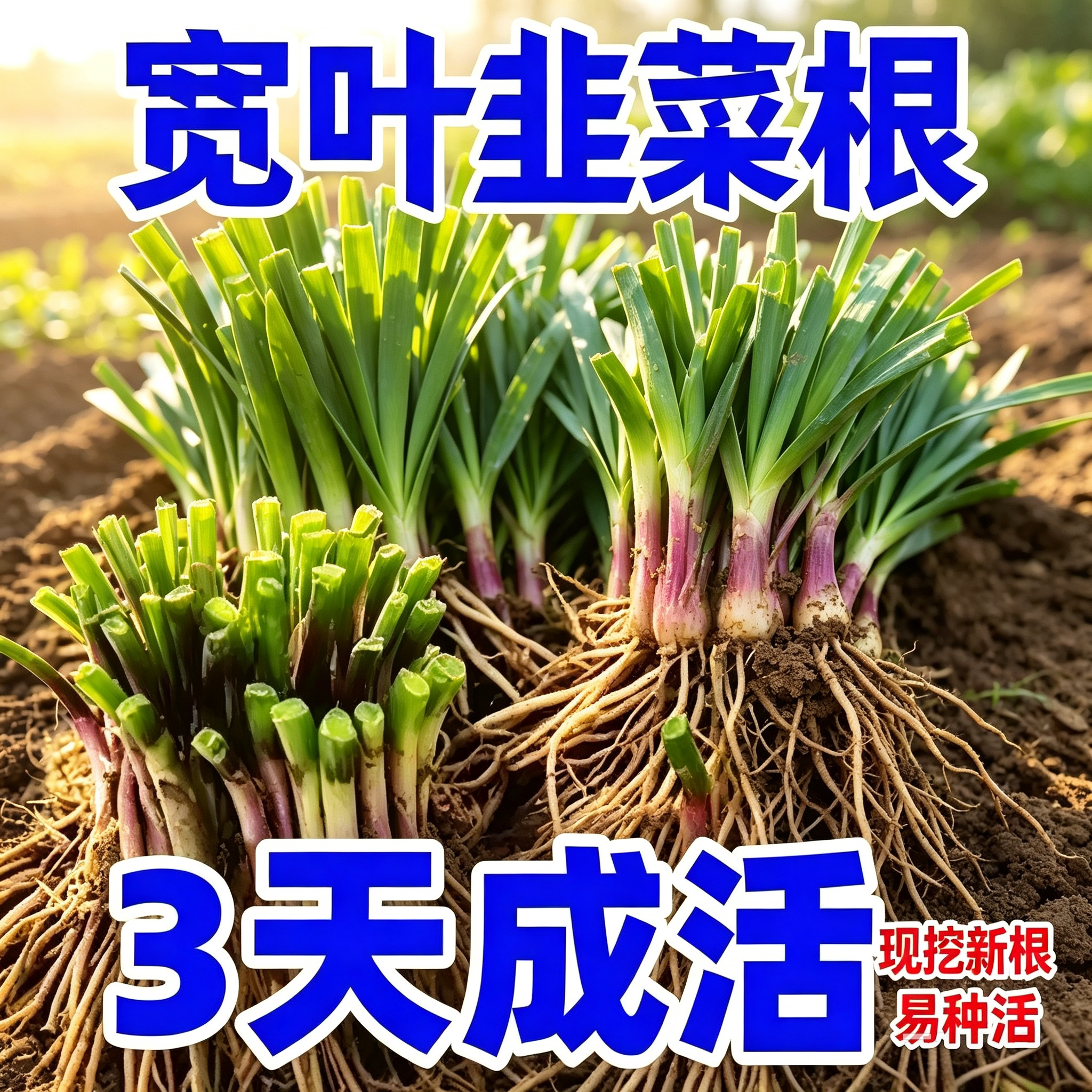 现挖四季紫根大叶宽叶韭菜根苗