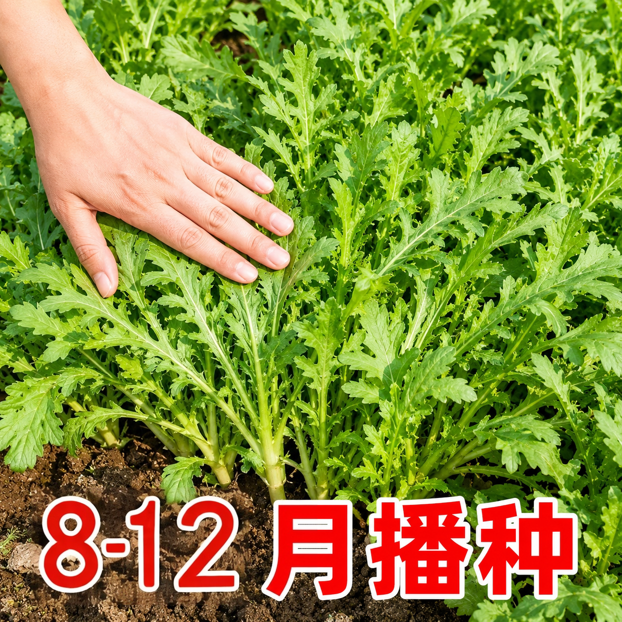 四季高产带土茼蒿皇帝菜秧苗