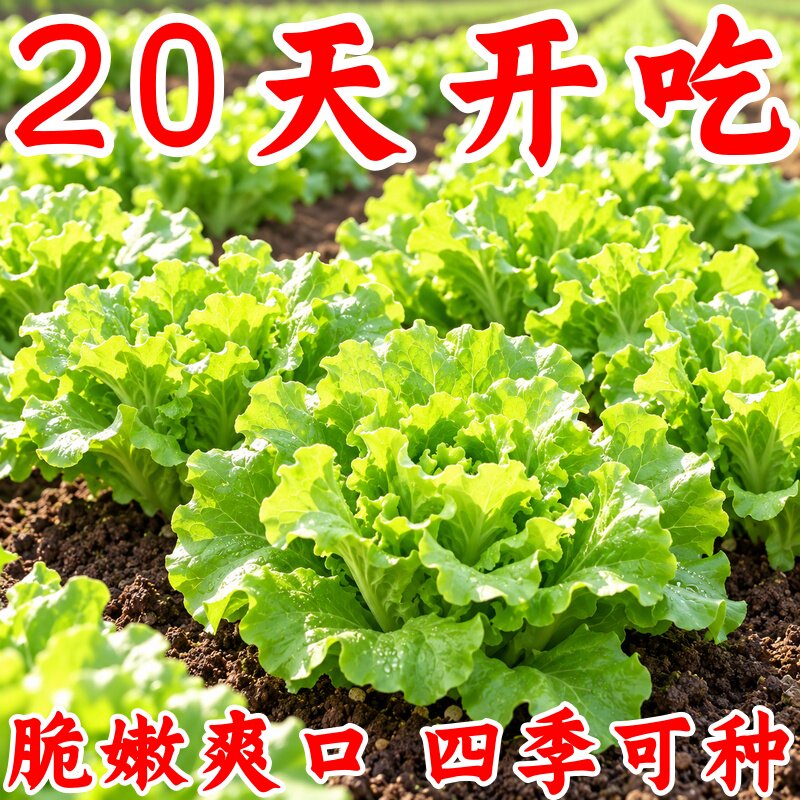 正宗意大利生菜种子四季耐热盆栽