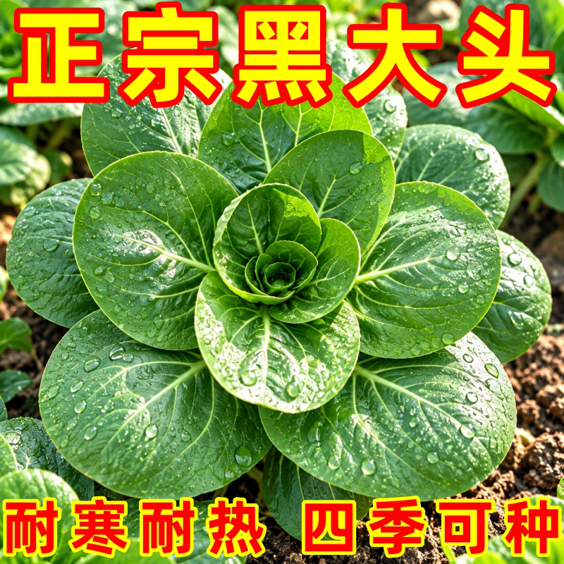 苏州青种籽四季小白菜种子