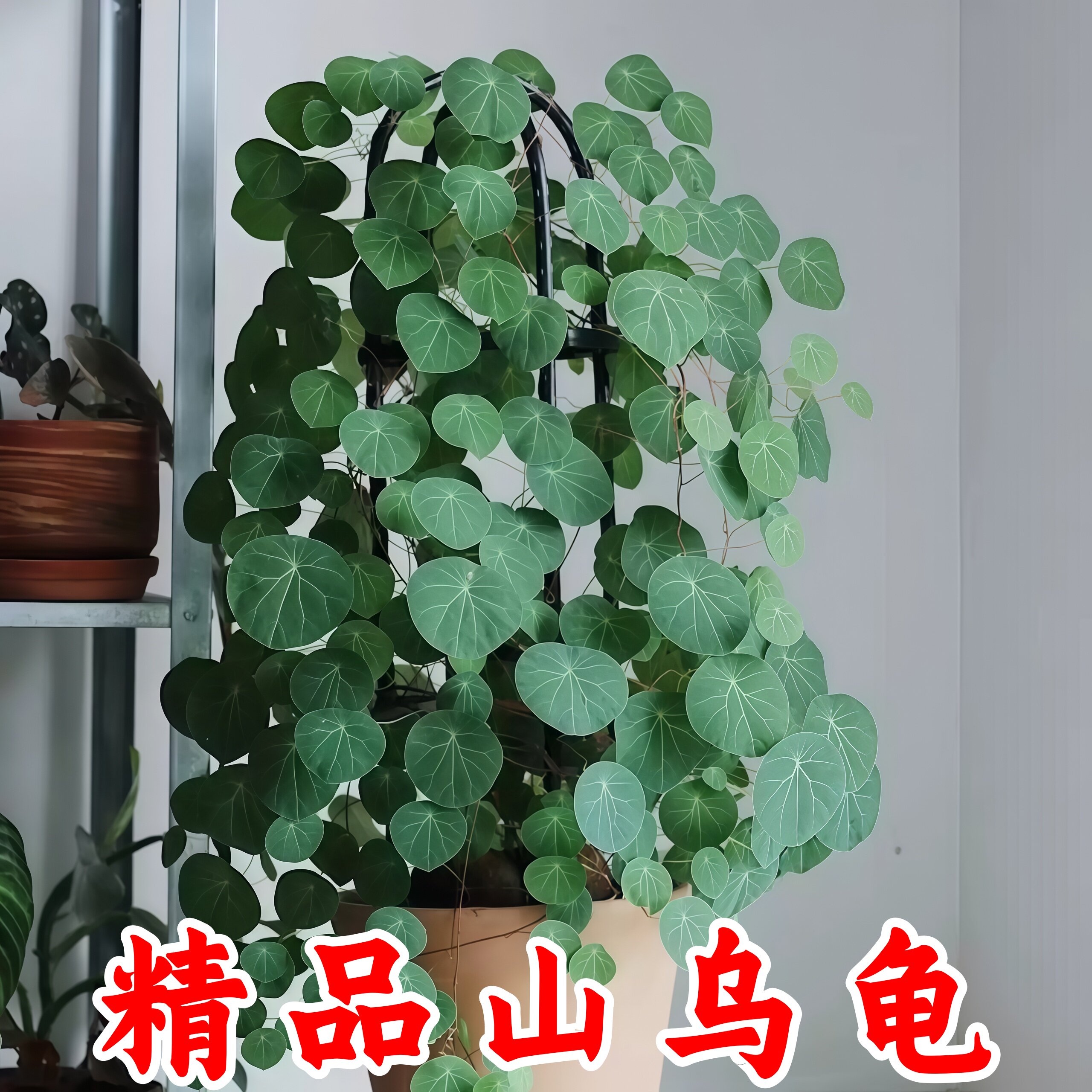 山乌龟种球圆叶室内水培爬藤