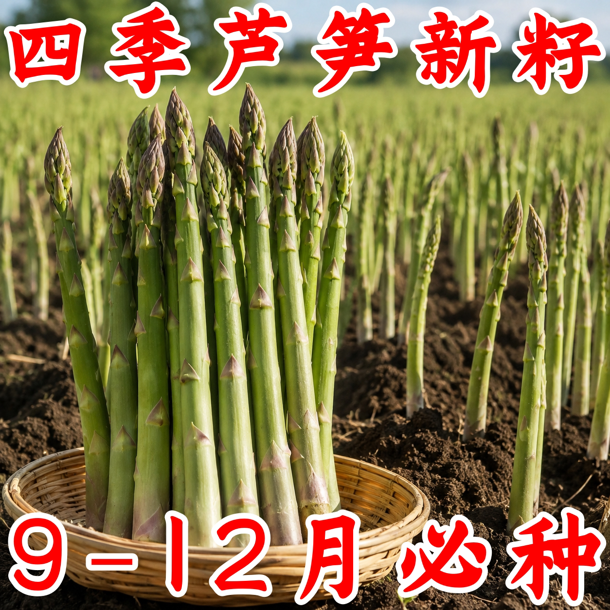 四季芦笋种子阳台盆栽抗热耐寒