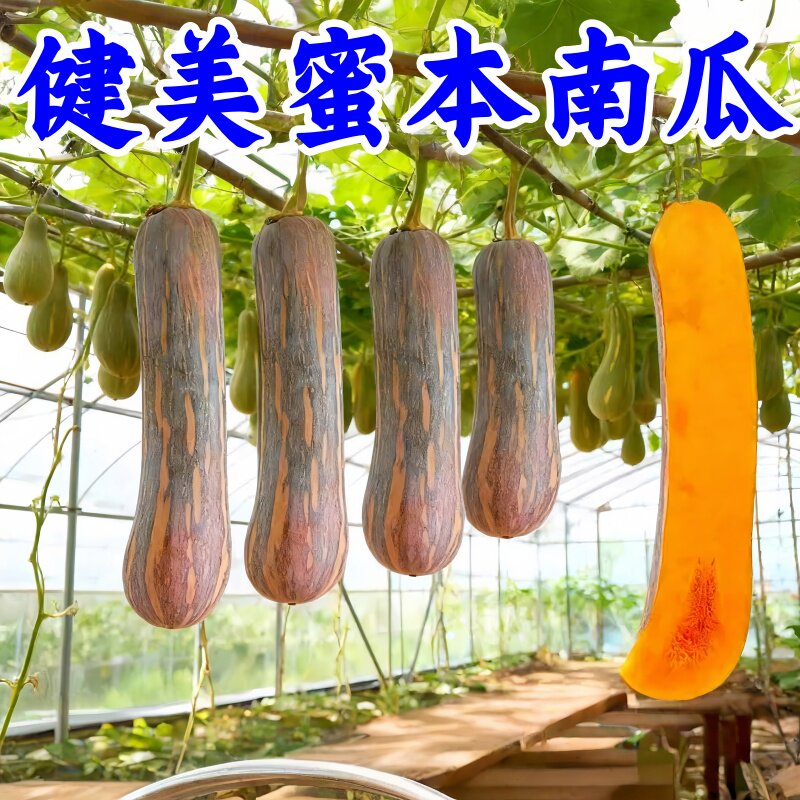 健美蜜早南瓜籽超甜早熟高产