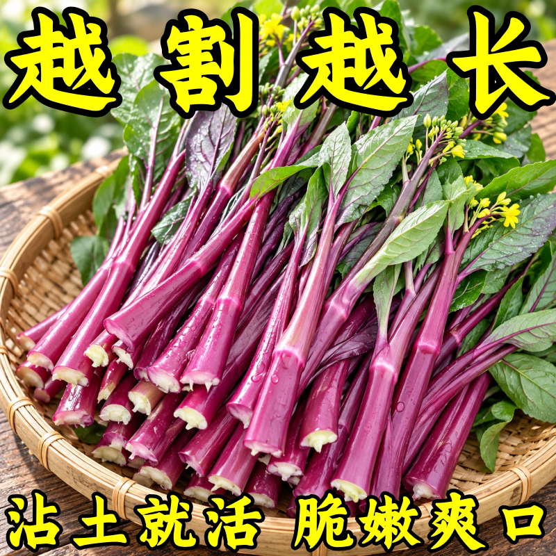 正品红菜苔种子四季阳台盆栽