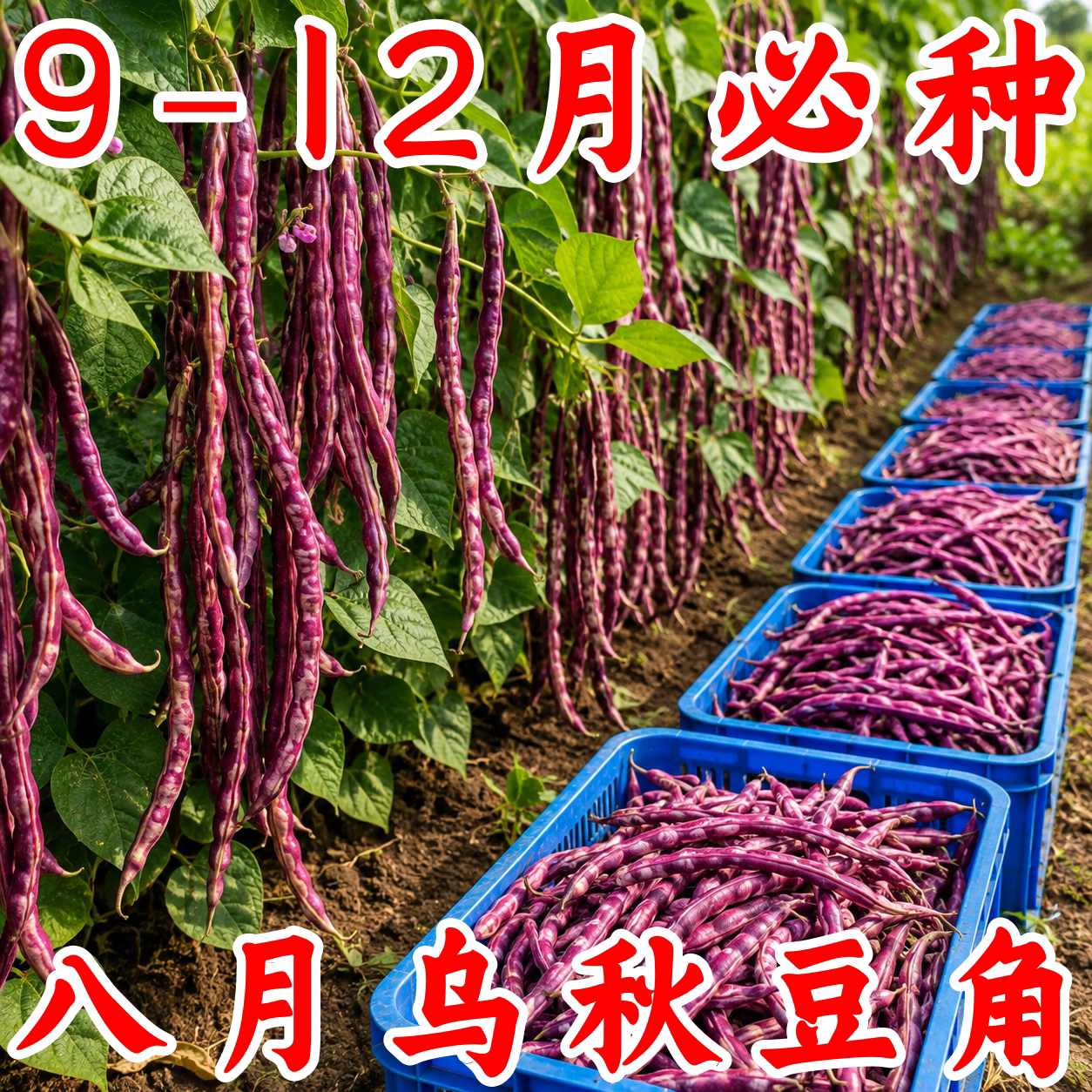 八月乌秋豆角种子老品种高产