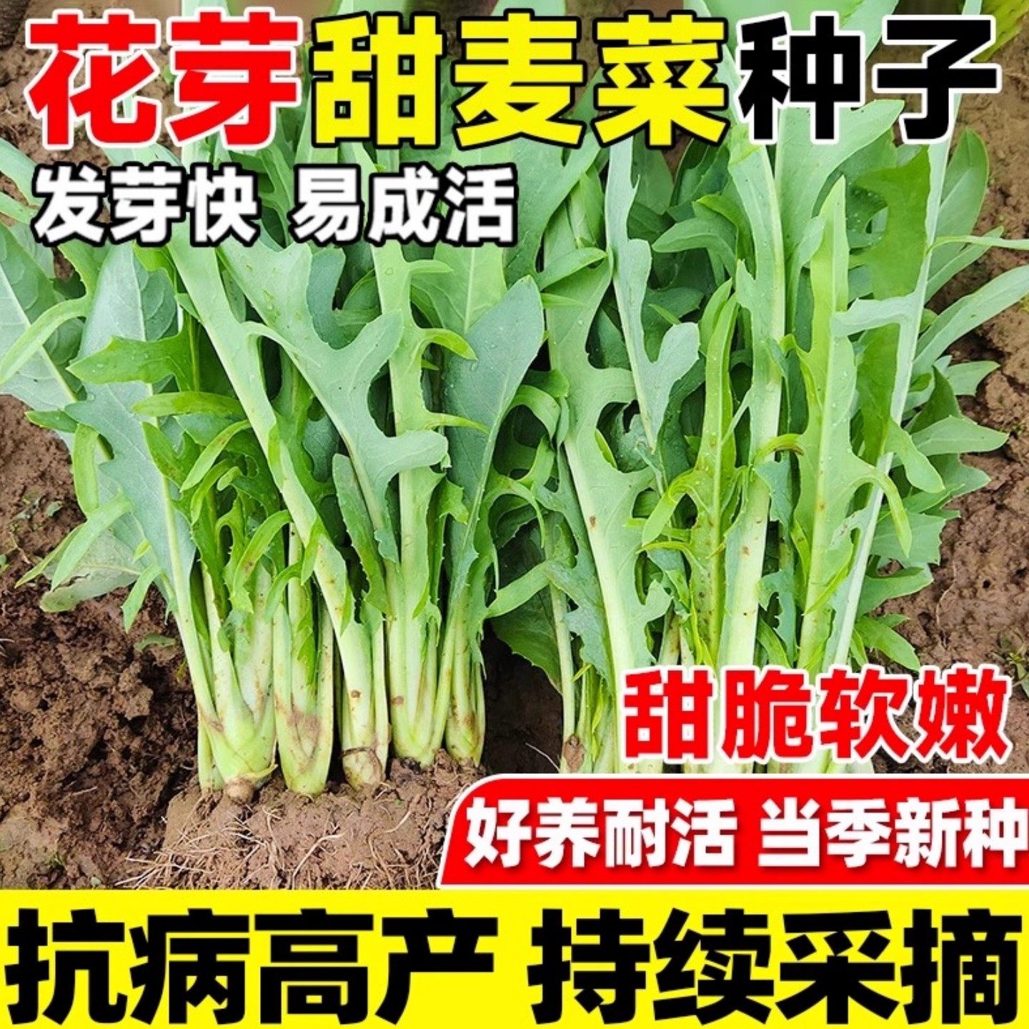 花芽甜麦菜种子四季可播阳台盆栽
