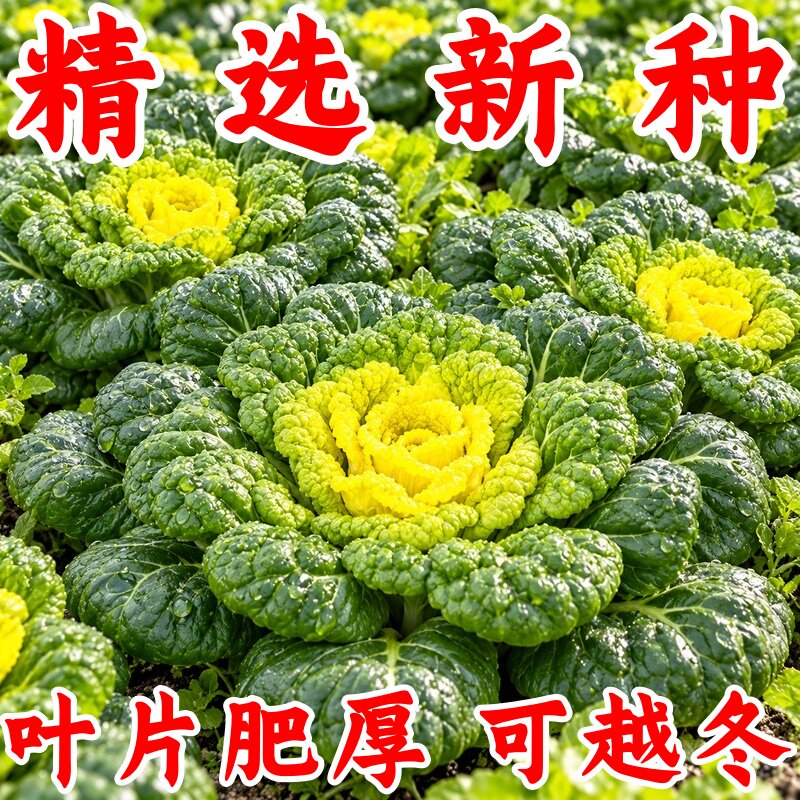 奶油黄心乌塌菜种子耐寒四季播