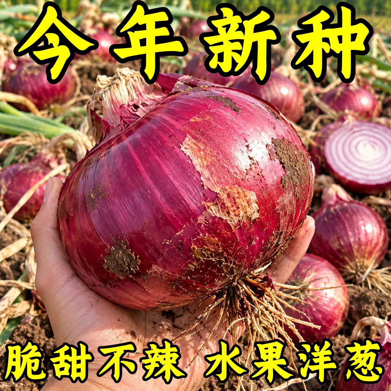 高产四季红皮紫圆葱种子