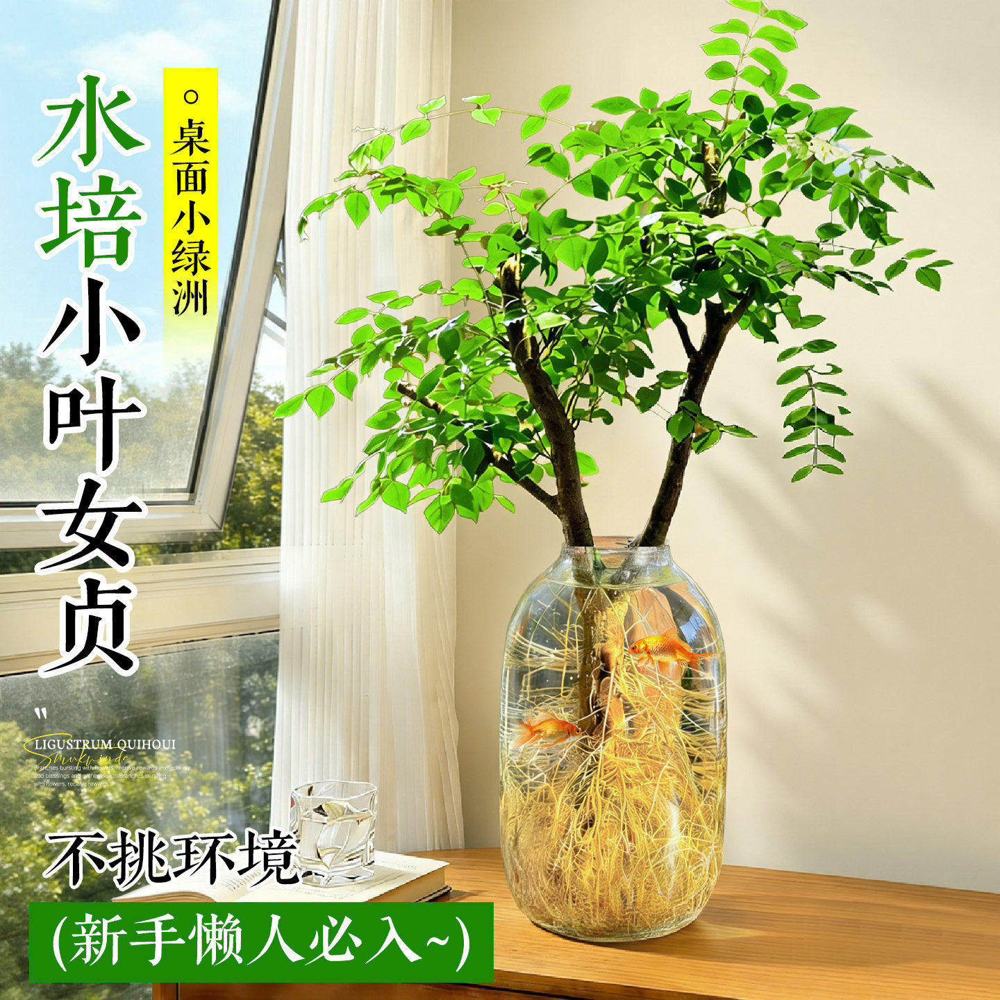 小叶女贞水培老桩室内好养盆栽