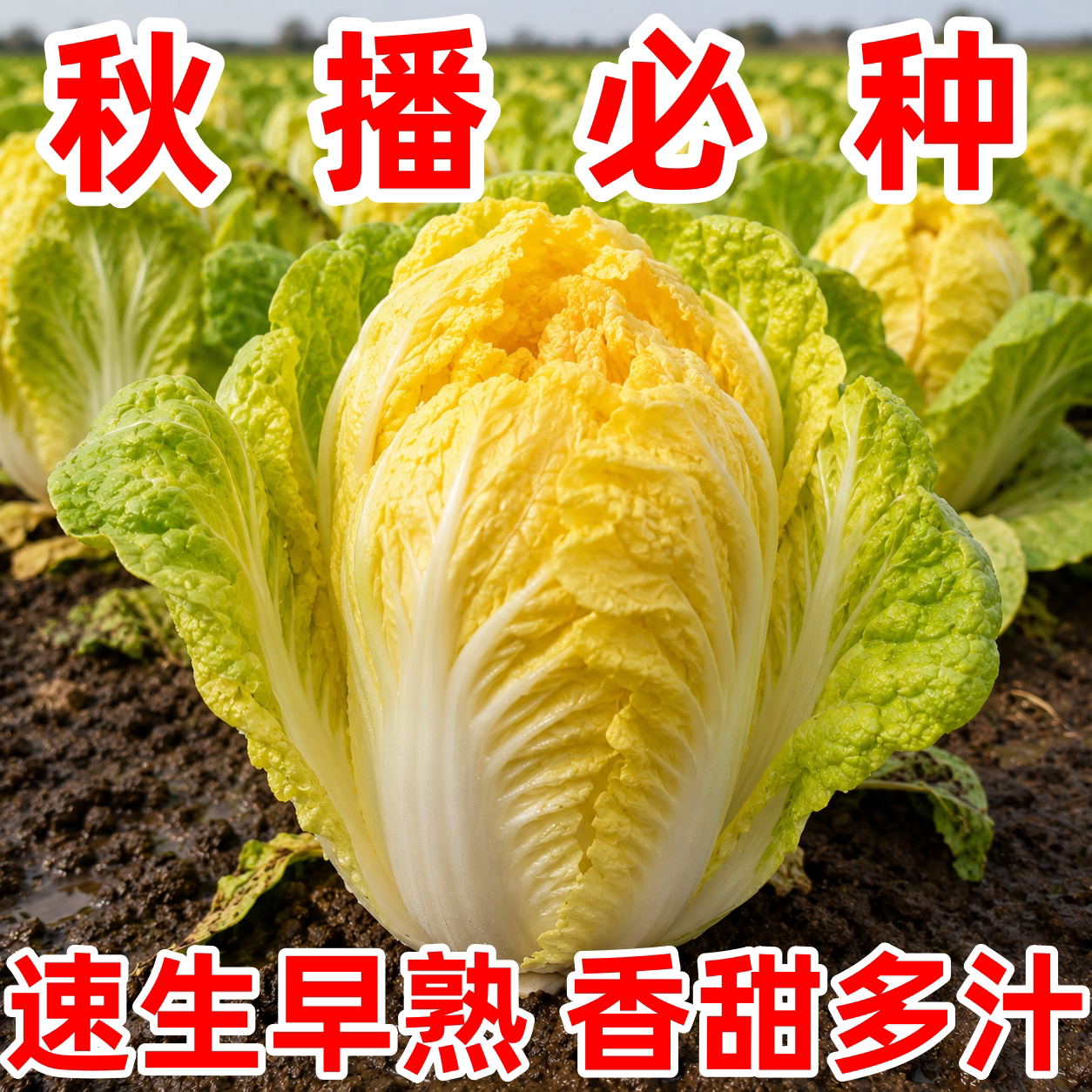 耐热四季黄心大白菜种子